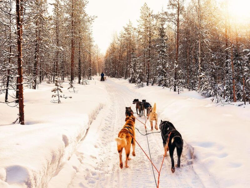 4hr-dog-sledding-trip-on-finnmarksvidda