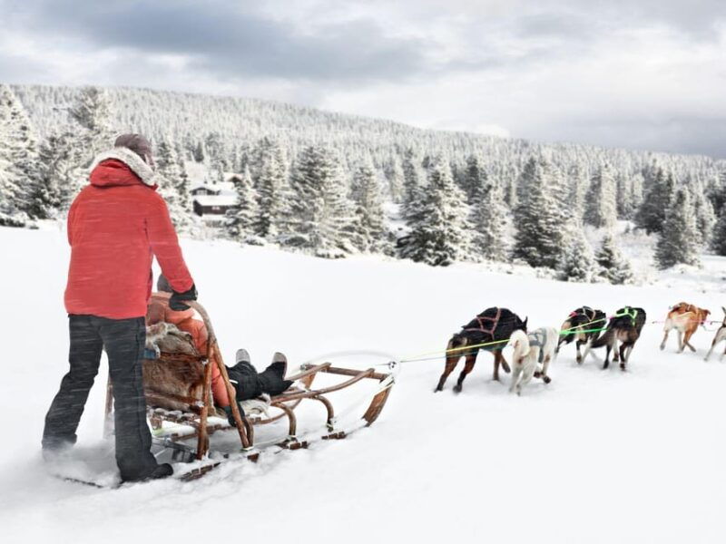 4hr-dog-sledding-trip-on-finnmarksvidda