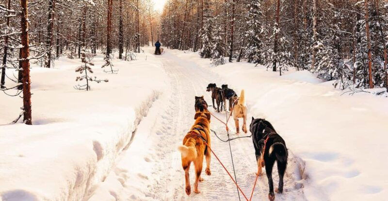 4hr-dog-sledding-trip-on-finnmarksvidda