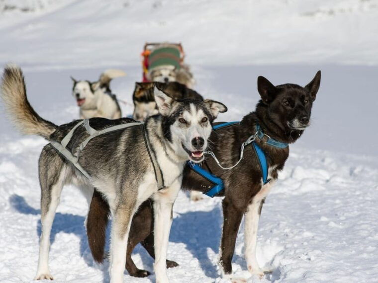 4hr-dog-sledding-trip-on-finnmarksvidda