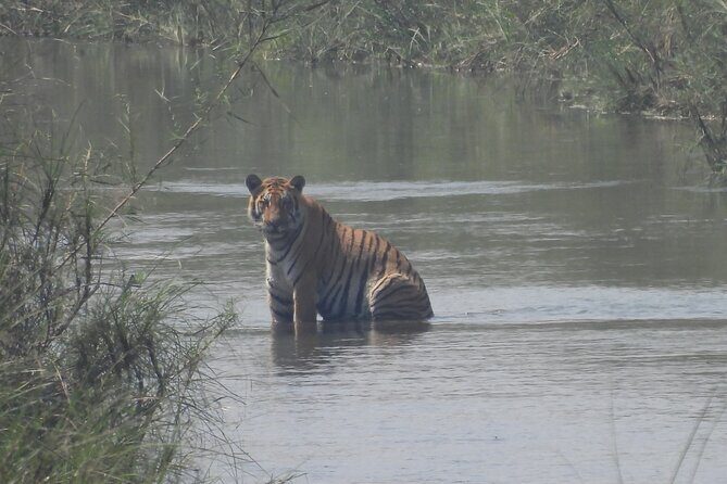 4Nights 5Days Bardia Tiger Tracking Tour |Bardia Jungle Safari - Logistics and Practical Tips