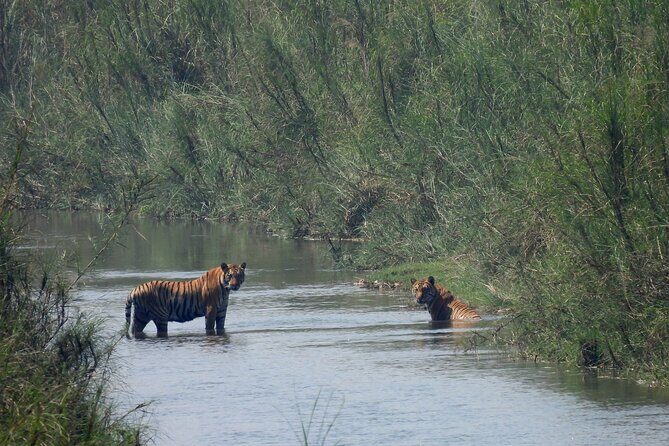 4Nights 5Days Bardia Tiger Tracking Tour |Bardia Jungle Safari - Authentic Insights from Past Visitors