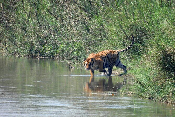 4Nights 5Days Bardia Tiger Tracking Tour |Bardia Jungle Safari - The Sum Up