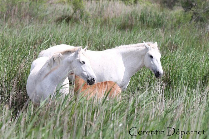4x4-camargue-safari-4h-private-tour-departure-from-arles