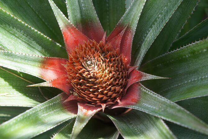 4x4 Tour - Craft and Agritourism Culture in Raiatea - Practical Details & Tips