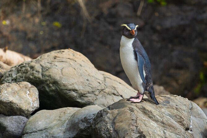 5 Day 4 Night New Zealands South Southern Highlights Tour - FAQs