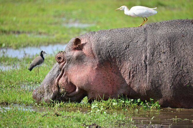 5-Day 4 Nights Masai Mara-L Nakuru-Hell's Gate Budget Safari - FAQ