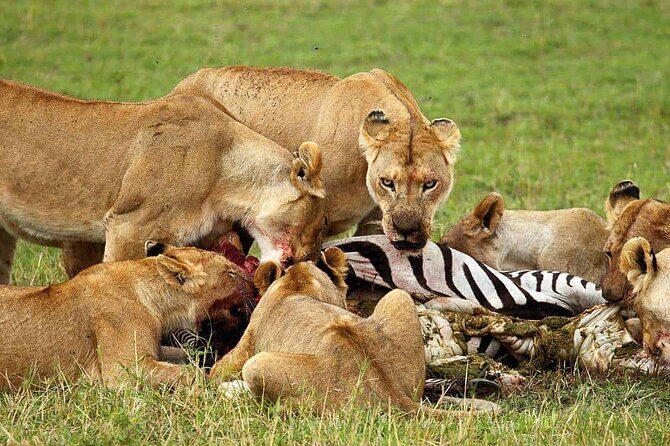5 day 4 Nights Private Adventure Camping Norther Tanzania Safari - Price and Value Analysis