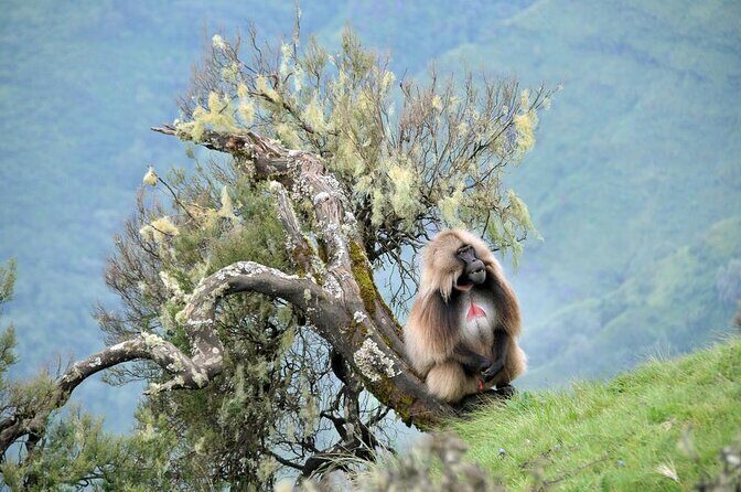 5 Day Addis,Bahir Dar,Gondar,Simien Mountains and Lalibela Tours - Exploring Ethiopia in 5 Days: A Practical & Authentic Journey