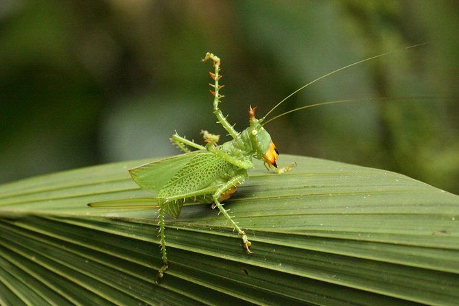 5-day-all-inclusive-cuyabeno-amazon-adventure-with-accommodation-in-eco-lodge