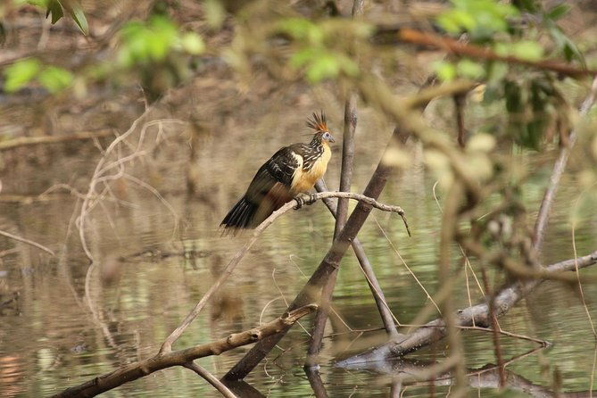 5-day-all-inclusive-cuyabeno-amazon-adventure-with-accommodation-in-eco-lodge