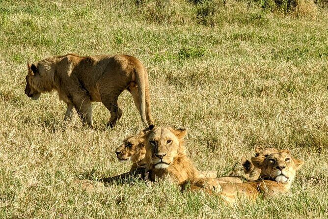5 day Amboseli, Tsavo east and west expedition - An In-Depth Look at the 5-Day Amboseli, Tsavo East and West Safari
