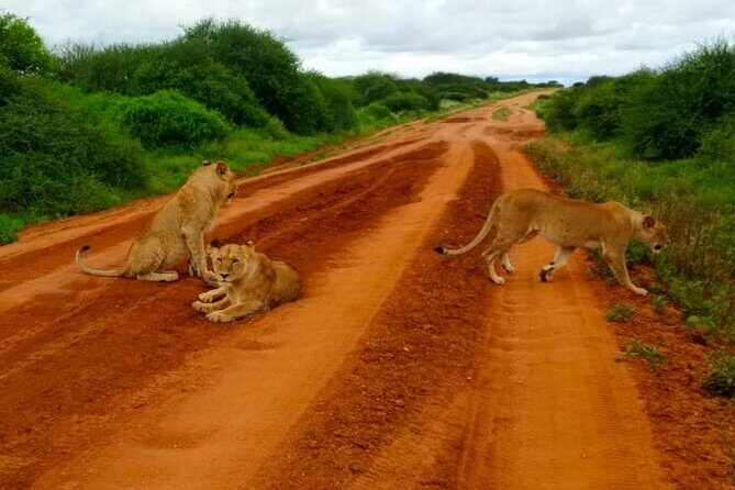 5 day Amboseli, Tsavo east and west expedition - Who Should Consider This Tour?