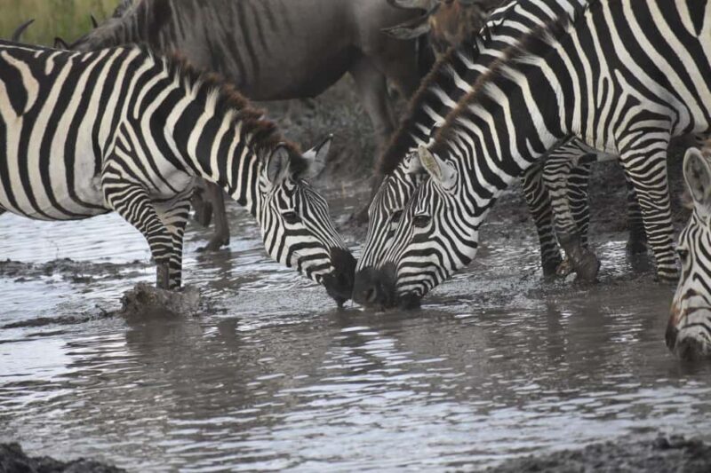 5-Day Best of Tanzania Mid-Range Safari Comfort - An In-Depth Look at the 5-Day Tanzania Safari