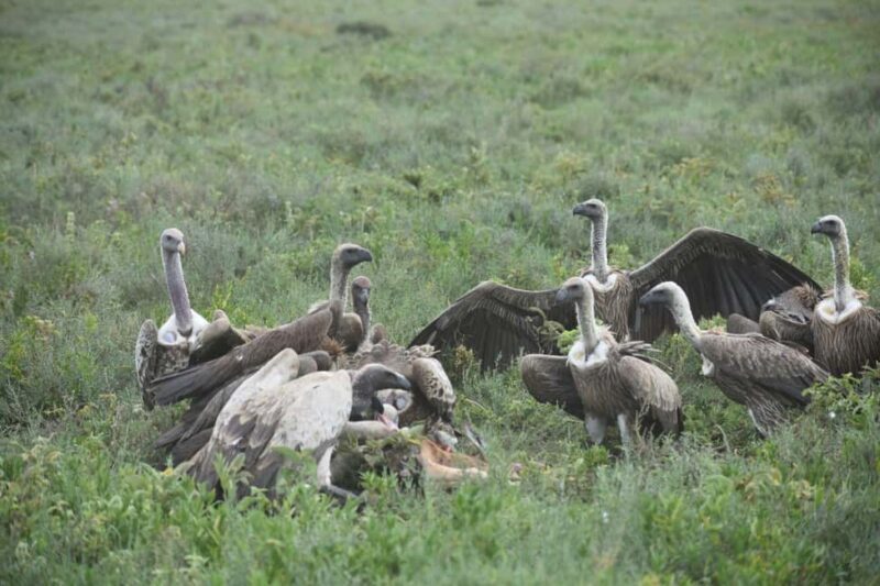 5-Day Best of Tanzania Mid-Range Safari Comfort - The Sum Up