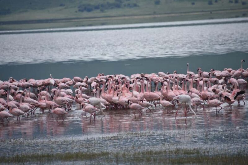 5-Day Best of Tanzania Mid-Range Safari Comfort - FAQ: Your Questions Answered