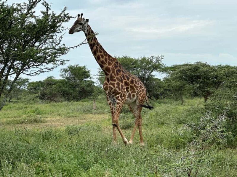 5 Day Best of Tanzania wildlife Safari - 5 Day Best of Tanzania Wildlife Safari Review