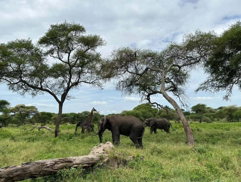 5 Day Best of Tanzania wildlife Safari - Key Points