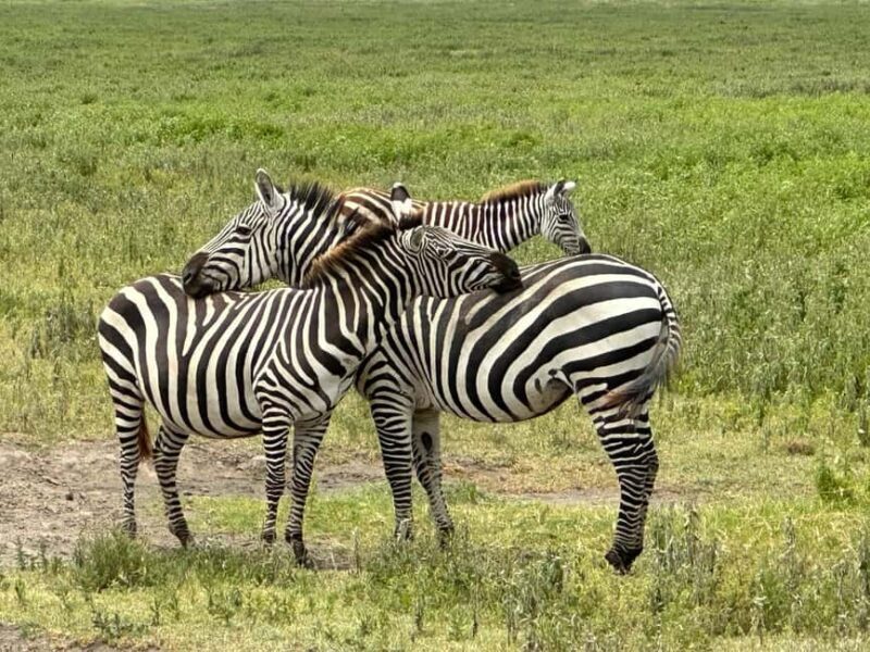 5 Day Best of Tanzania wildlife Safari - Transport and Comfort