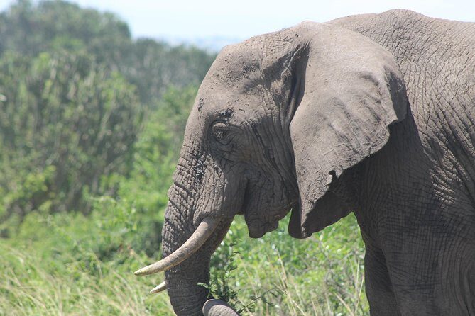 5-Day Big 5 Kidepo valley National Park Safari - Key Points