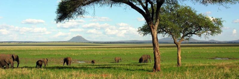 5-Day Budget Safari, During the Ndutu Calving Season - Exploring the Detailed Itinerary