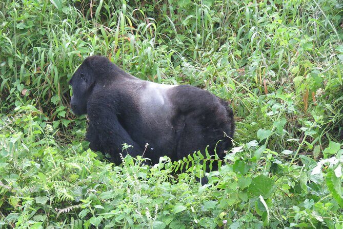 5-Day Bwindi Gorilla and Chimpanzee Trekking Safari in Uganda - An In-Depth Look at the 5-Day Safari Experience