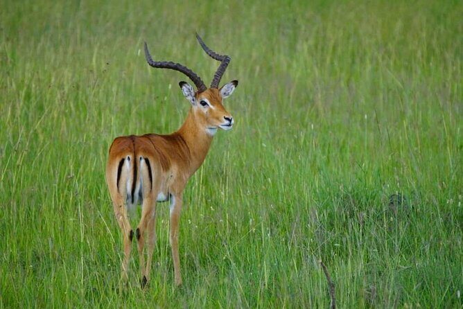 5 Day Camping Safari to Lake Manyara, Serengeti and Ngorongoro Crater - The Sum Up