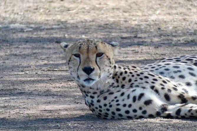 5 Day Camping Safari to Lake Manyara, Serengeti and Ngorongoro Crater - FAQs