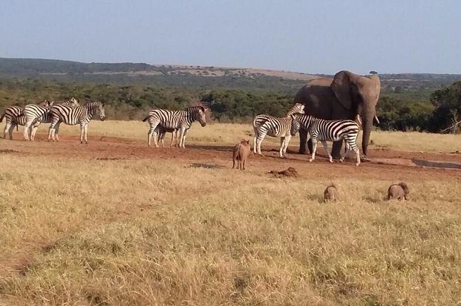 5 Day Cape to Addo Safari - Garden Route Small Group Tour - Exploring the Itinerary in Detail