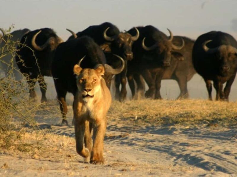 5 Day Chobe National Park Safari & Victoria Falls - Starting Point: Authentic Wildlife Encounters in Chobe National Park