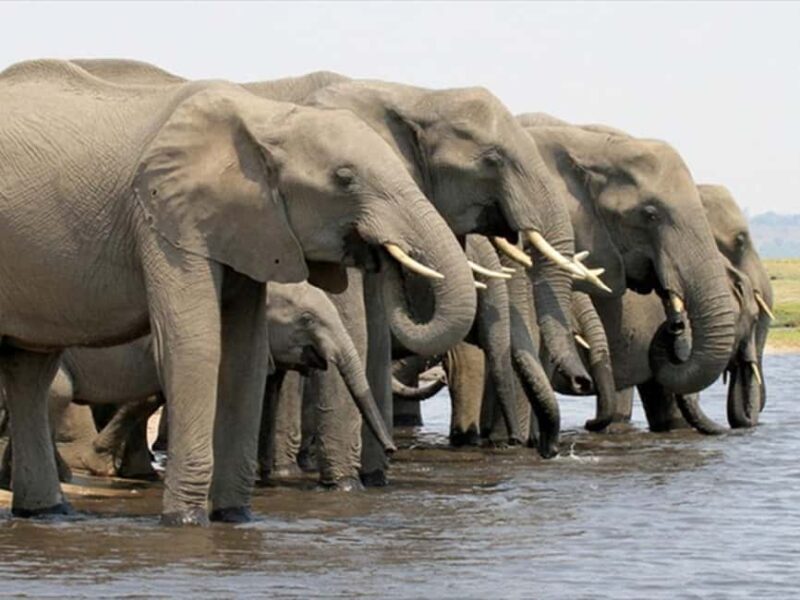 5 Day Chobe National Park Safari & Victoria Falls - The Game Viewing Experience: What Makes It Special?  