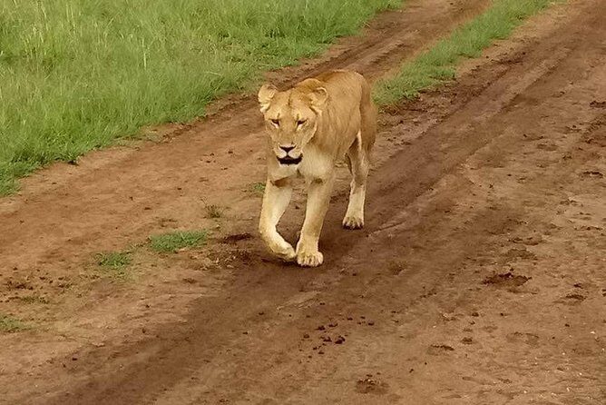 5-Day Crescent Island, HellS Gate, Naivasha, Amboseli National Park - Transportation and Logistics