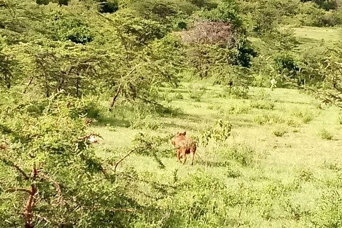 5-Day Crescent Island, HellS Gate, Naivasha, Amboseli National Park - The Sum Up
