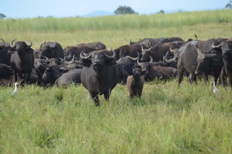 5-day cultural safari  Mikumi & Nyerere National Parks - Key Points