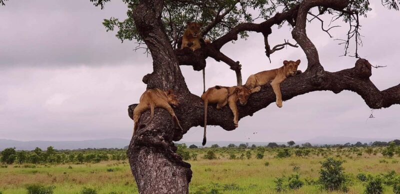 5-day cultural safari  Mikumi & Nyerere National Parks - Day 3: Journey to Nyerere National Park & Rufiji River Boat Safari