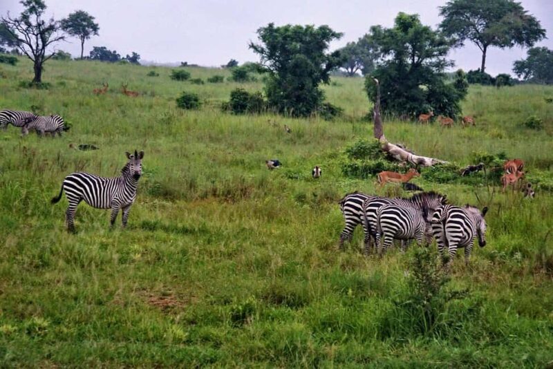 5-Day Culture and Nature Safari in Mikumi & Nyerere - What’s Included & Practicalities