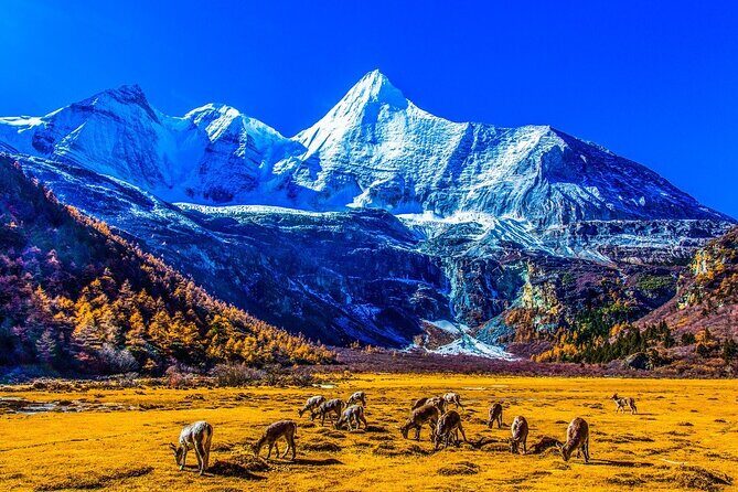 5-Day Daocheng Yading, Kangding, Mount Siguniang Tour Small Group - Key Points