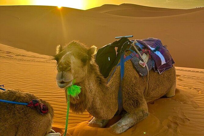 5 Day Desert Tour from Marrakech to Tangier Fes and Chefchaouen - Key Points