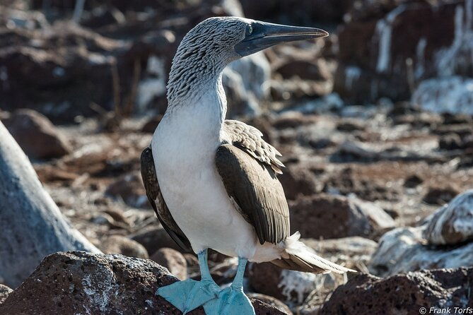 5-day-galapagos-islands-cruise-on-board-the-seaman-journey-2025