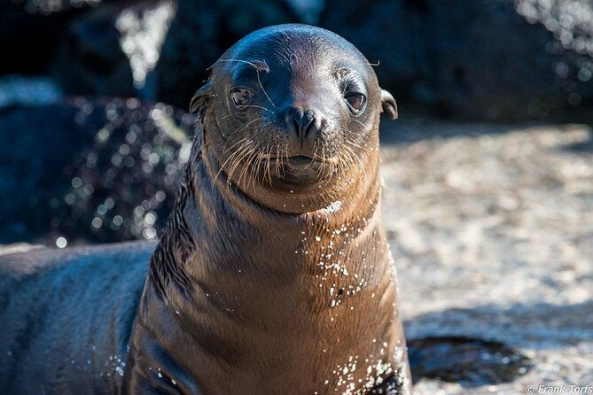 5-day-galapagos-islands-cruise-on-board-the-seaman-journey-2025