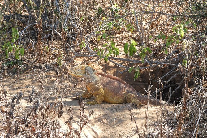 5-day-galapagos-luxury-santa-cruz-isabela-with-local-flight-and-snorkeling
