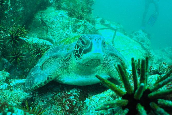 5-day-galapagos-luxury-santa-cruz-isabela-with-local-flight-and-snorkeling