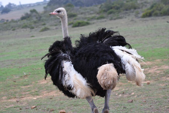 5 Day Garden Route Tour and Addo Elephant National Park - FAQ