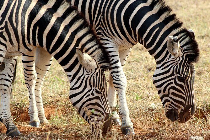 5 Day Garden Route Tour - Port Elizabeth to Cape Town - Practical Tips & Considerations