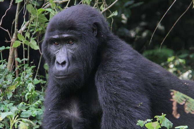5 Day Gorillas and White Water Rafting Uganda Safari Adventure - Insights from Reviews and Guides