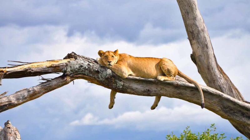 5-Day Group Safari Tarangire, Serengeti, Ngorongoro, Manyara - The Real Deal: An In-Depth Look at the 5-Day Safari