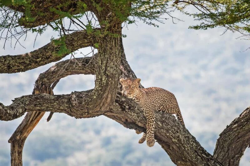 5-Day Group Safari Tarangire, Serengeti, Ngorongoro, Manyara - Final Thoughts