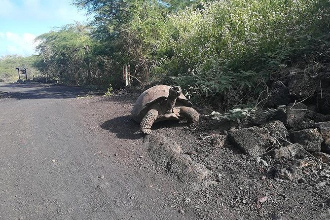 5-day-guided-galapagos-los-tuneles-tour