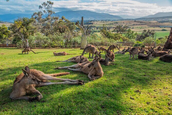 5 Day Island Icons Tassie Day Tour Bundle - The Breakdown of the 5-Day Itinerary  