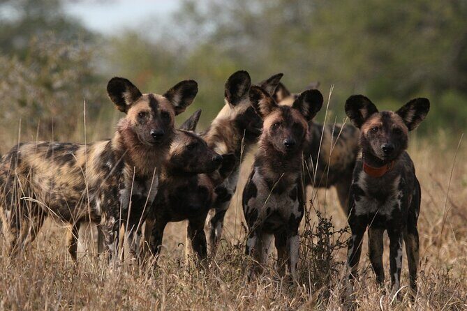 5 Day Kingdom of eSwatini, Kruger National Park & Panorama Route - Key Points